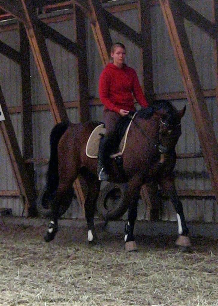 Anden særlig race Rasti billede 3