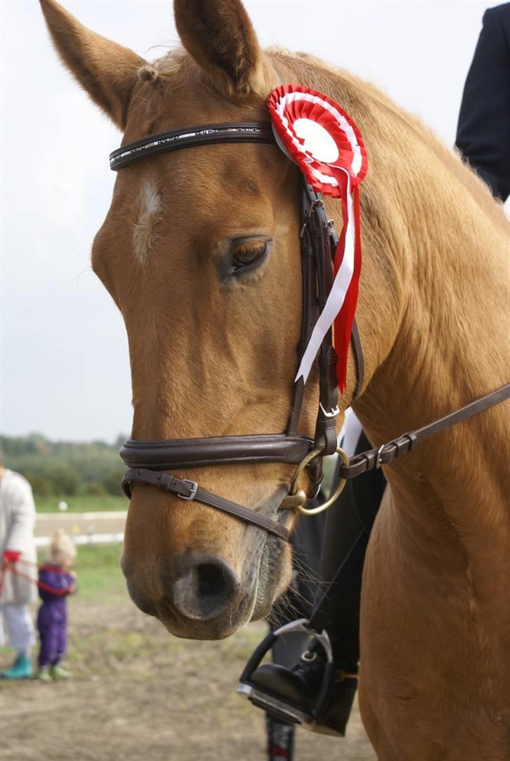 Anden særlig race Trigger Af Sandager billede 2