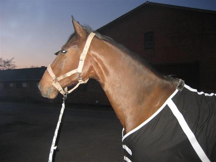 Anden særlig race Rasti billede 5