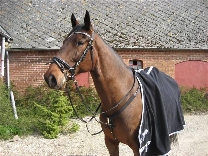 Anden særlig race Rasti billede 6