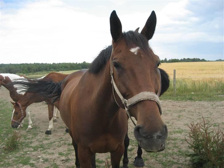 Anden særlig race Rasti billede 7