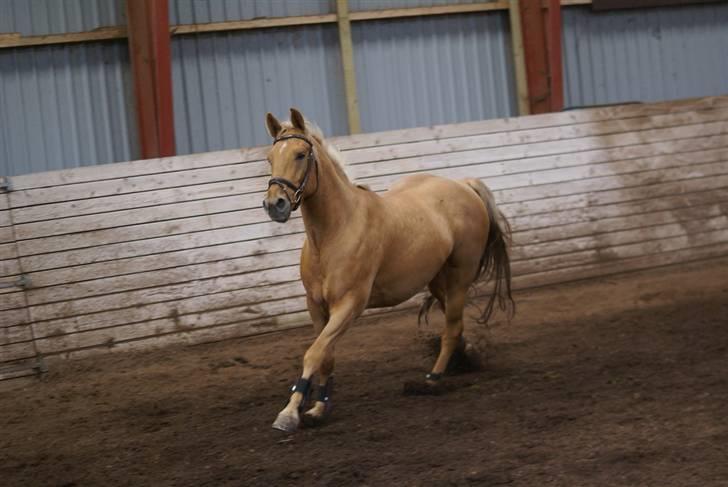 Anden særlig race Trigger Af Sandager billede 3