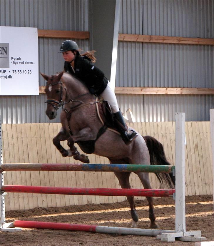 Hollandsk Sportspony Marieton's Pearl - stjernen på opvarmningen til MB´en som hun vandt (: <3 billede 18