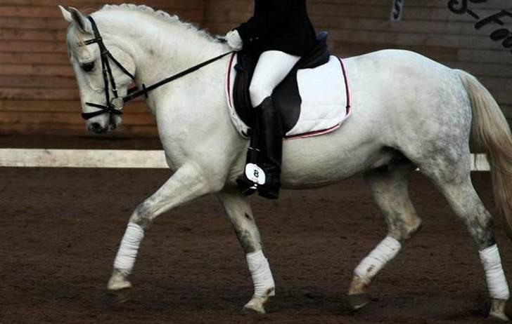 Anden særlig race Twister  - Til stævne i klarup (: billede 2