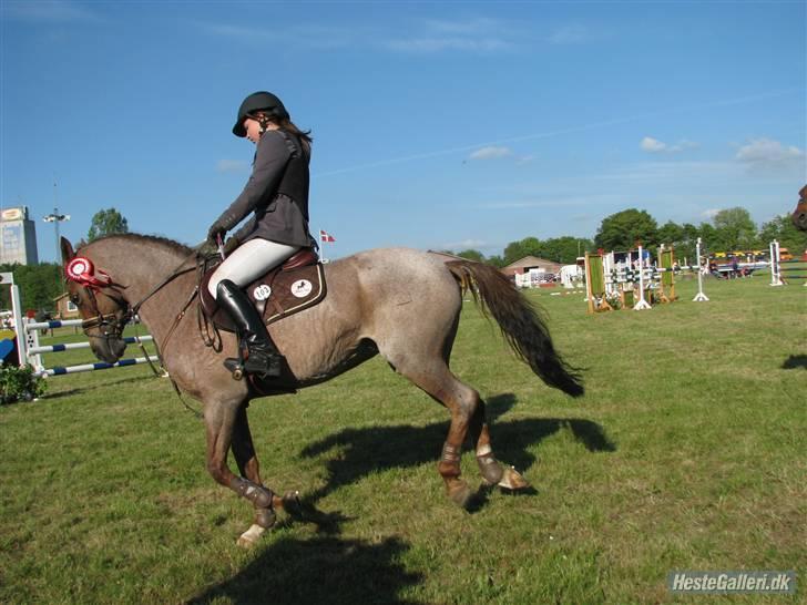 Hollandsk Sportspony Marieton's Pearl - da hun får hvides 1.plads i MB. Hun blev nr. 3 i denne klasse for kat. 1 (; jeg elsker dig minskat billede 19