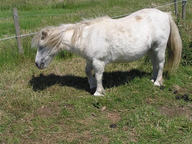 Shetlænder Maja R.I.P. billede 17