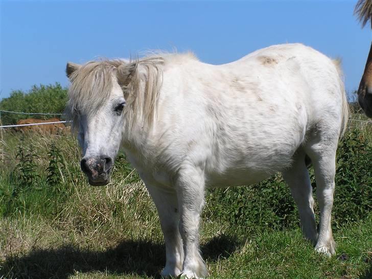 Shetlænder Maja R.I.P. billede 19