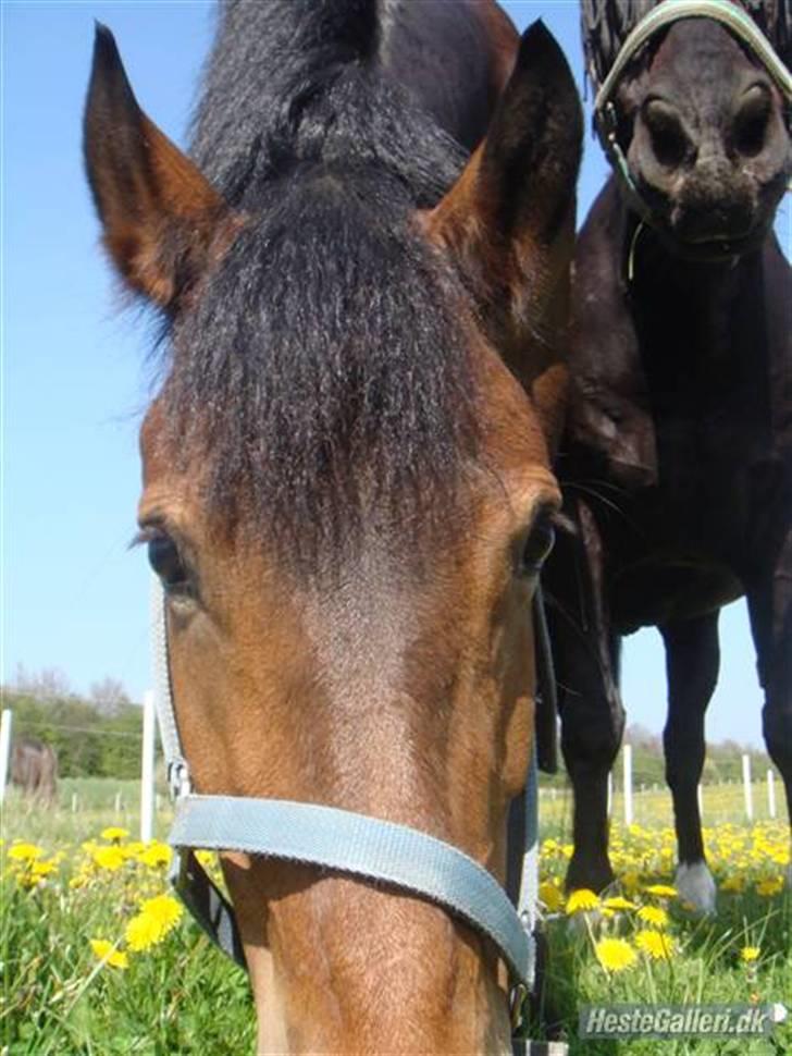 Anden særlig race Victoria - Min elskede hyp på sommergræs med "Kæresten" Diablo <3 billede 15