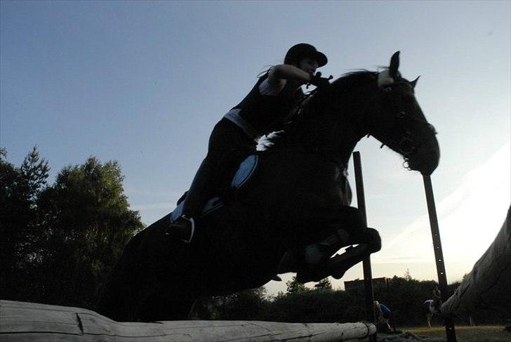 Anden særlig race Victoria billede 17