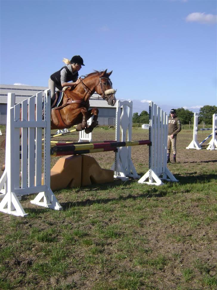 Dansk Varmblod Z op's Claudius. billede 1