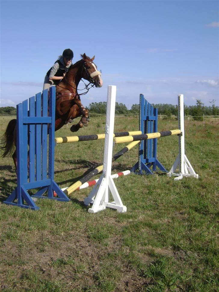 Dansk Varmblod Z op's Claudius. billede 2