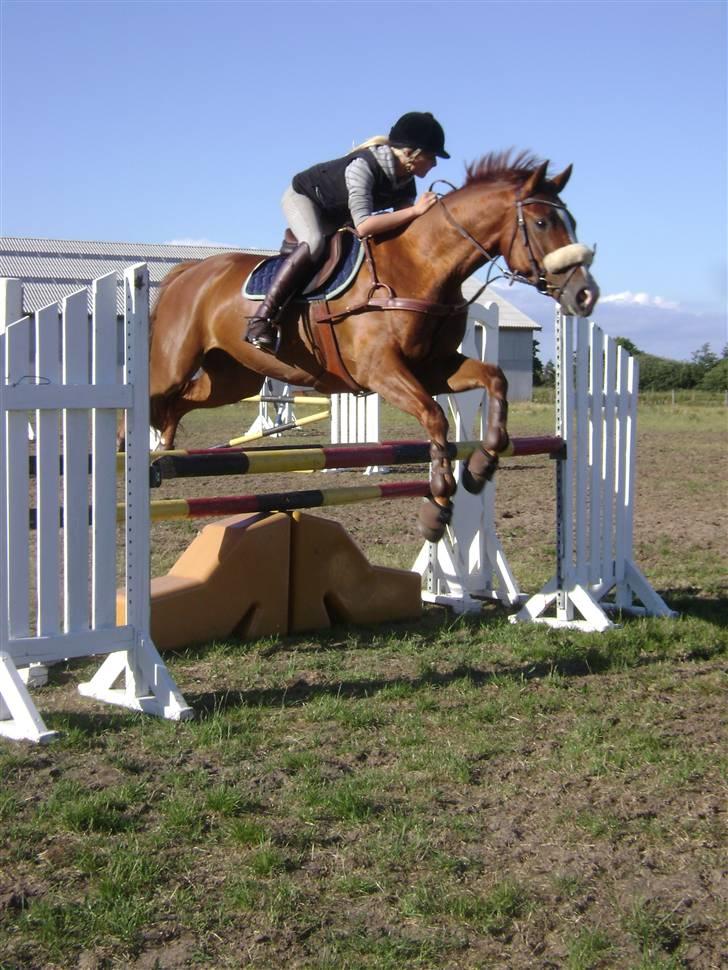 Dansk Varmblod Z op's Claudius. billede 3