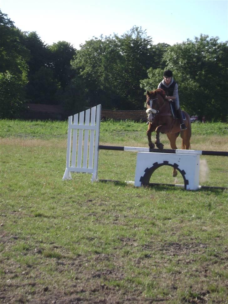 Dansk Varmblod Z op's Claudius. billede 4