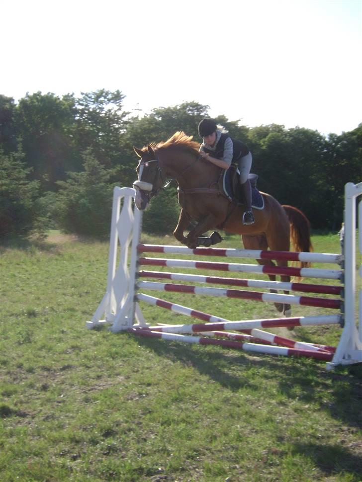 Dansk Varmblod Z op's Claudius. billede 5