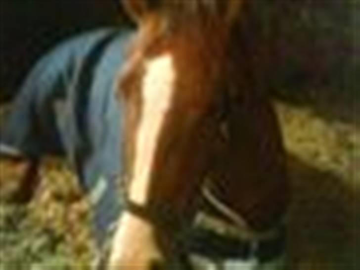 Dansk Varmblod Z op's Claudius. billede 6