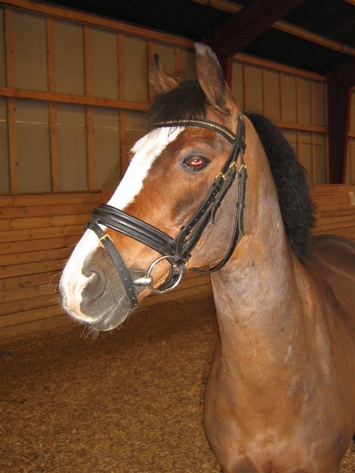 DSP Joey macoy. billede 1