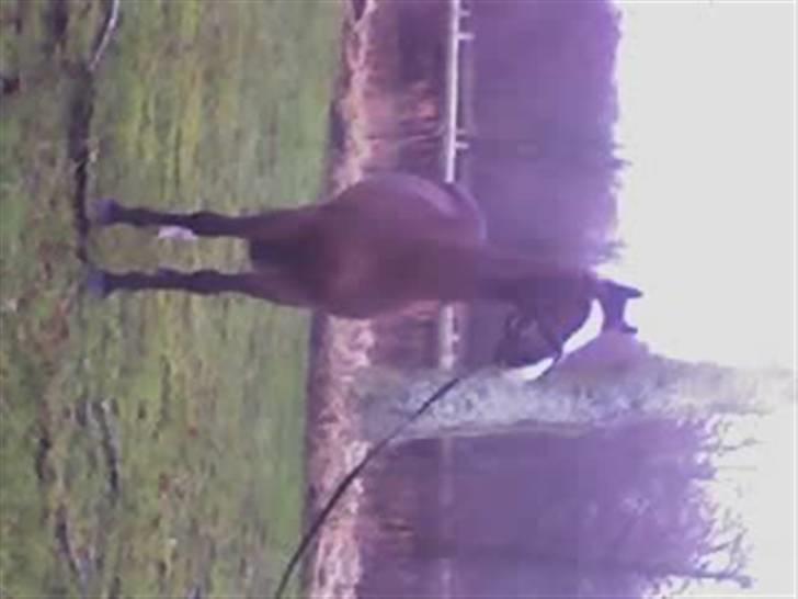 DSP Joey macoy. billede 2