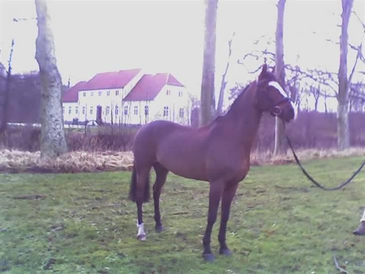 DSP Joey macoy. billede 3