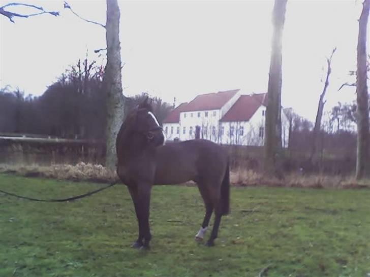 DSP Joey macoy. billede 4