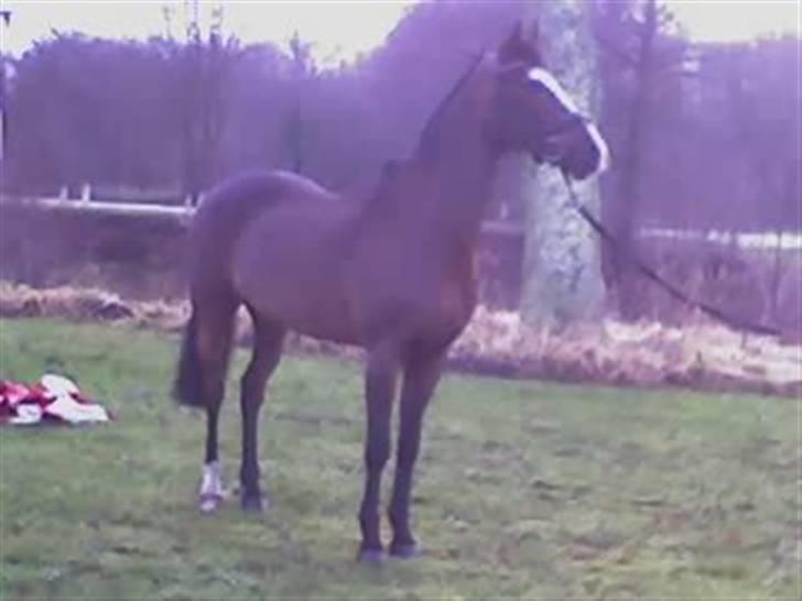 DSP Joey macoy. billede 5