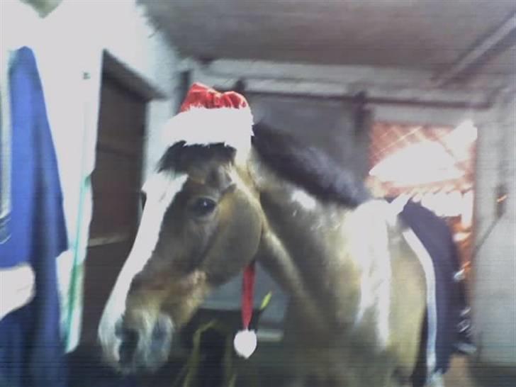 DSP Joey macoy. billede 6