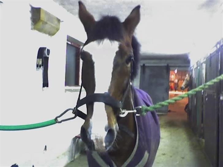 DSP Joey macoy. billede 7