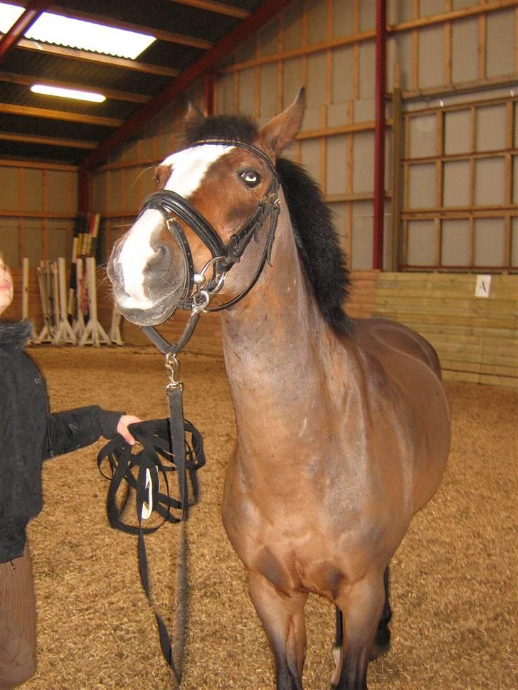 DSP Joey macoy. billede 8