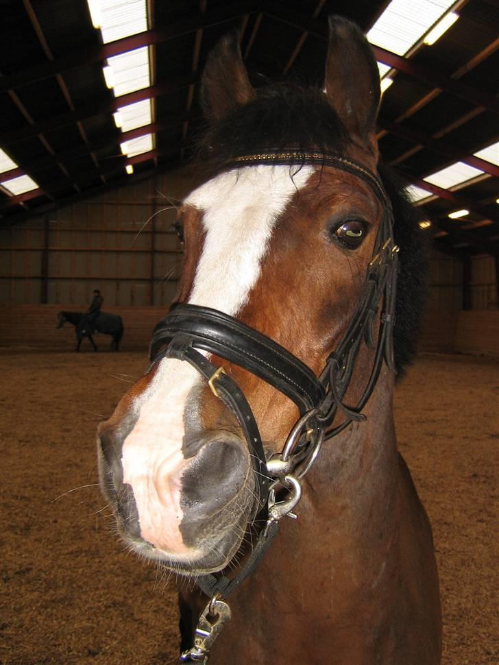 DSP Joey macoy. billede 9