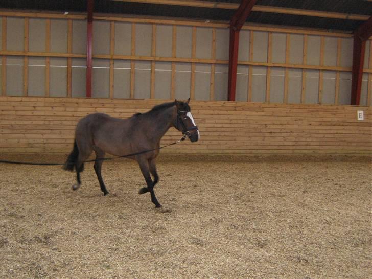 DSP Joey macoy. billede 10