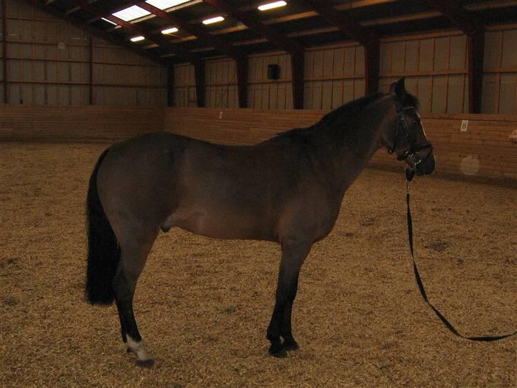 DSP Joey macoy. billede 11