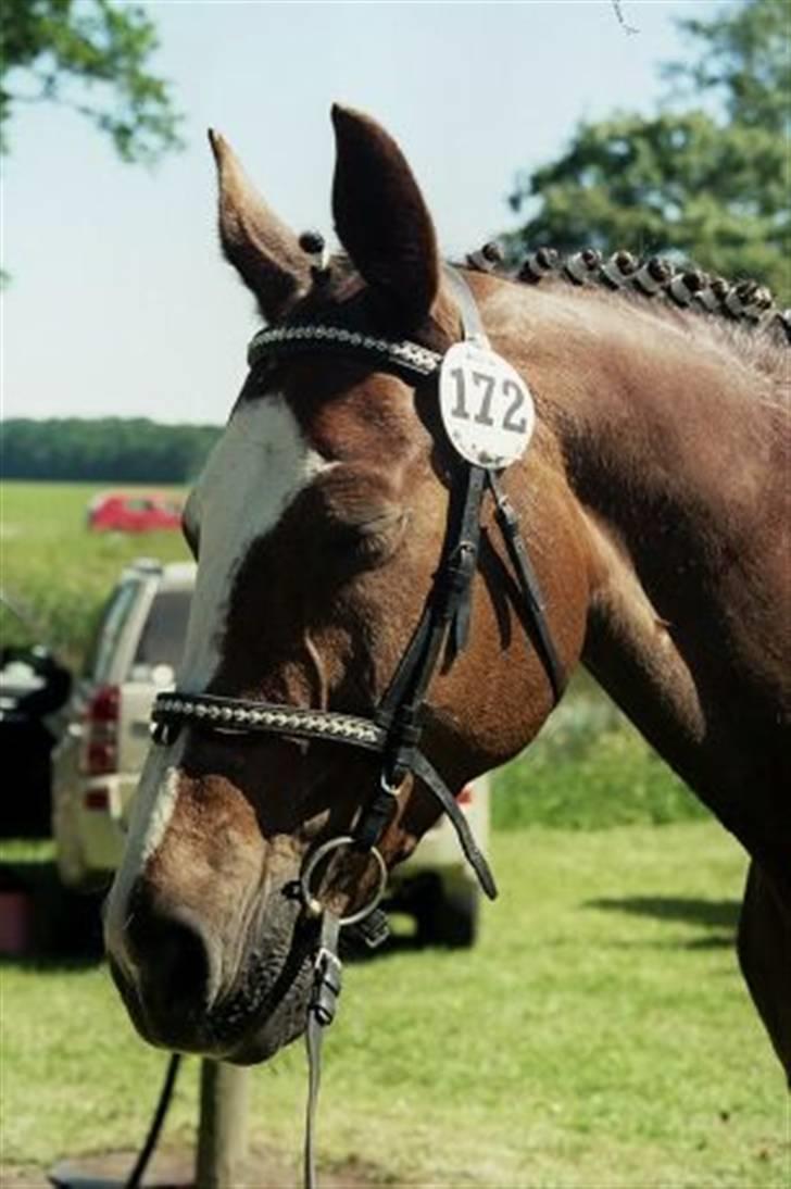 Dansk Varmblod Roma Hovgård billede 1