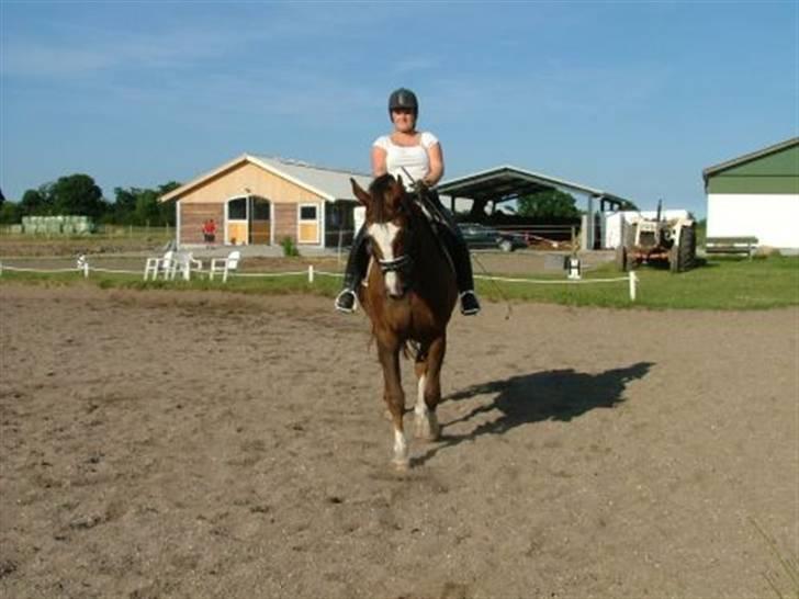 Dansk Varmblod Roma Hovgård billede 2