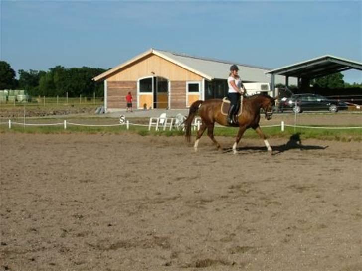 Dansk Varmblod Roma Hovgård billede 3