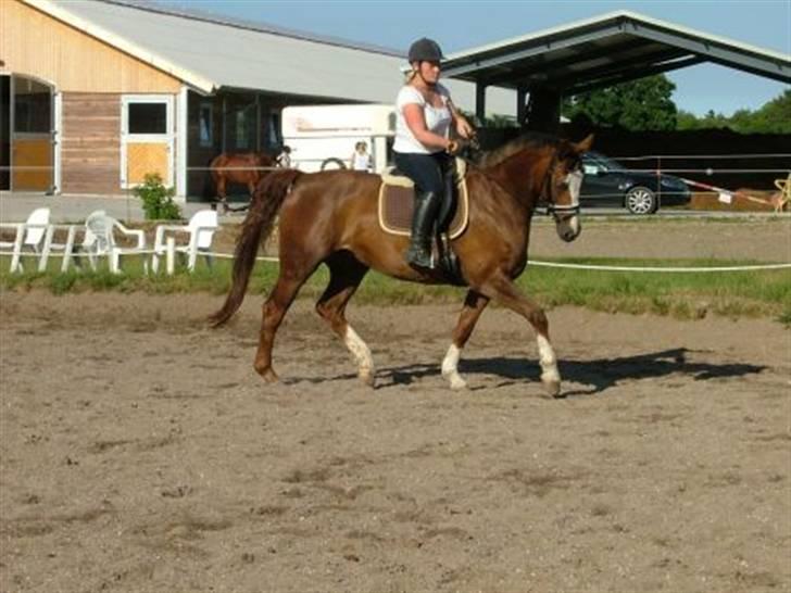 Dansk Varmblod Roma Hovgård billede 4