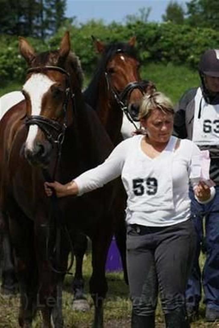 Dansk Varmblod Roma Hovgård billede 5