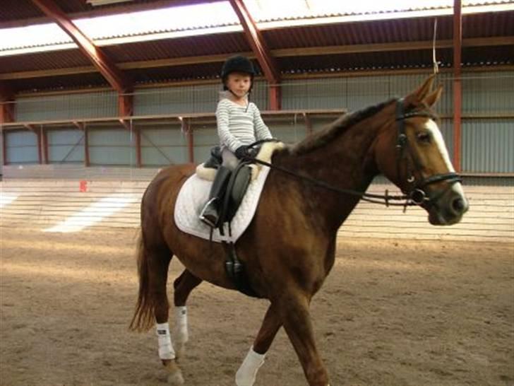 Dansk Varmblod Roma Hovgård billede 6