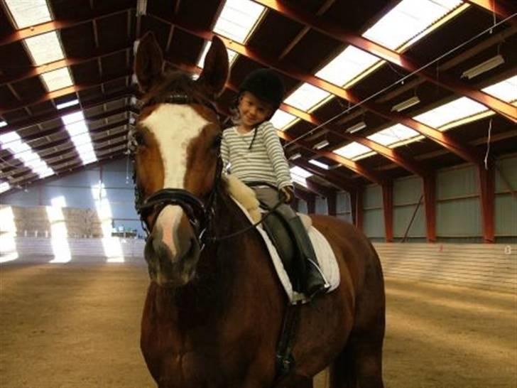 Dansk Varmblod Roma Hovgård billede 7