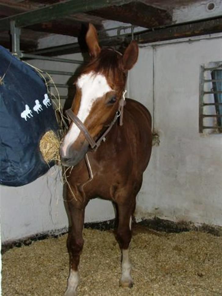 Dansk Varmblod Roma Hovgård billede 8