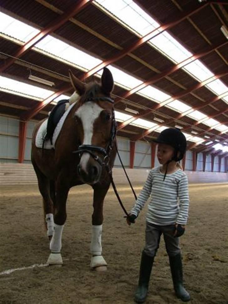 Dansk Varmblod Roma Hovgård billede 9