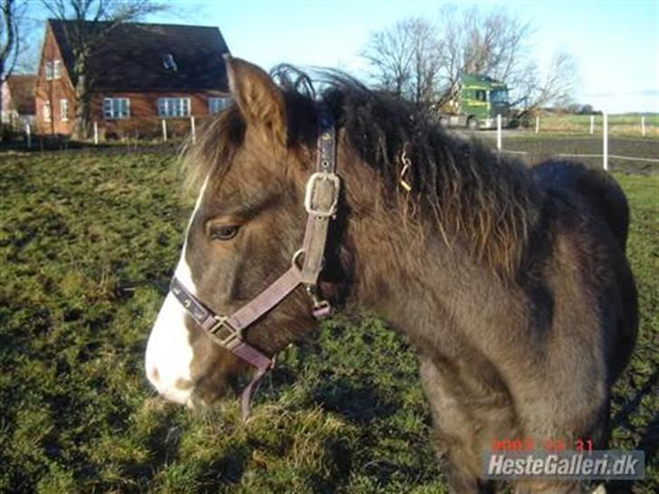 Anden særlig race To-Scor Surprise  SOLGT - Hejsa :) Billederne vil blive opdateret :) Men læg en bedømmelse og en kommentar :) billede 1