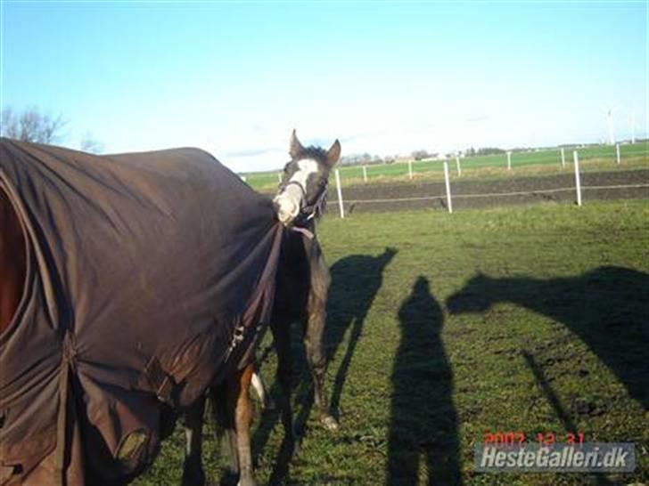 Anden særlig race To-Scor Surprise  SOLGT - Jeg bider i Tantes dækken xD billede 2