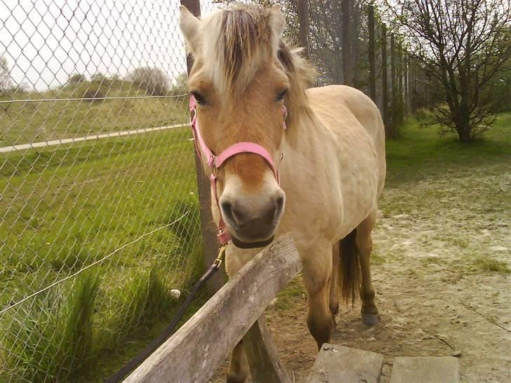 Fjordhest Maja (: * GP *  - jegelskerdigfjolle! billede 1