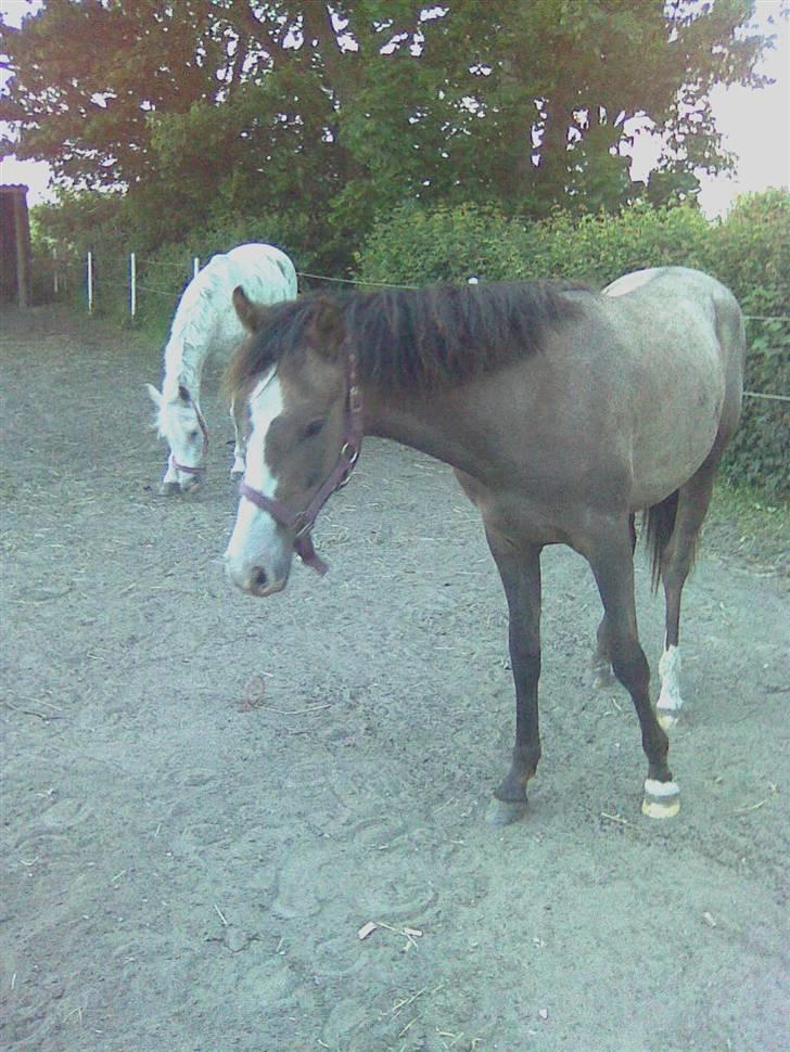 Anden særlig race To-Scor Surprise  SOLGT - Står lige og hænger mens jeg fylder vand baljen xD kunne jo være man blev sprøjtet på :p billede 3