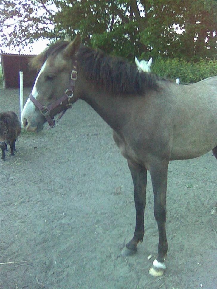 Anden særlig race To-Scor Surprise  SOLGT billede 4