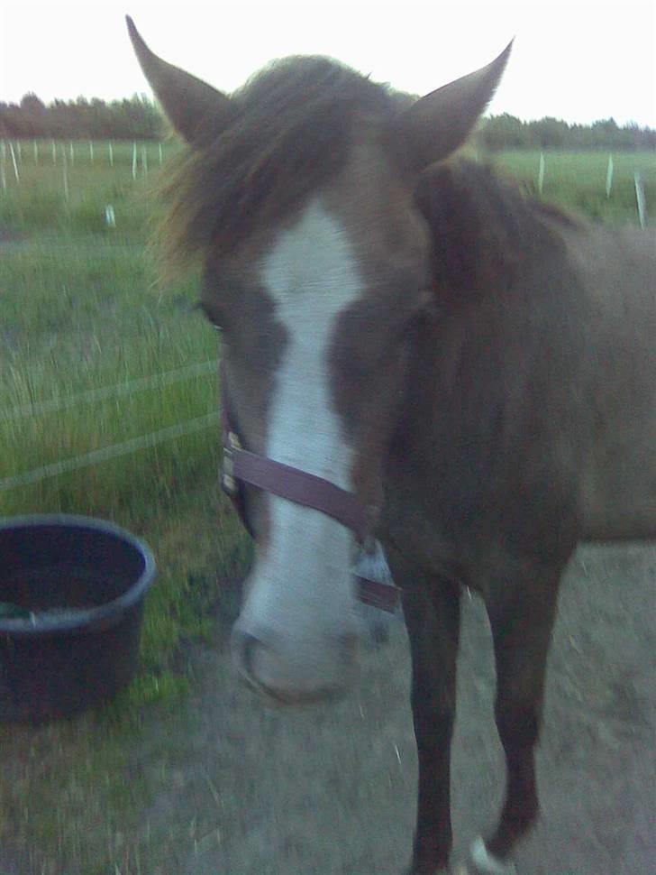 Anden særlig race To-Scor Surprise  SOLGT - Ser jeg ikke intelligent ud ? xD billede 5