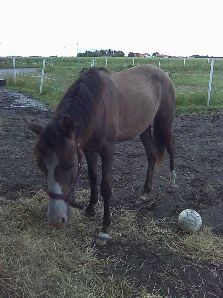 Anden særlig race To-Scor Surprise  SOLGT billede 6