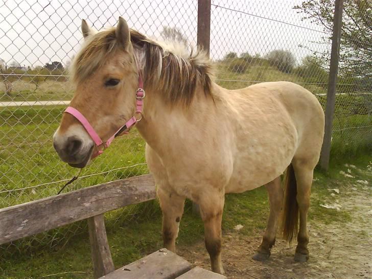 Fjordhest Maja (: * GP *  - jegelskerdigfjolle! billede 2