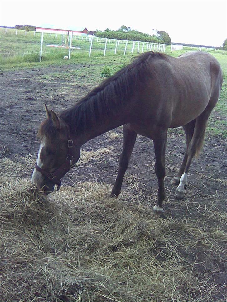 Anden særlig race To-Scor Surprise  SOLGT billede 8