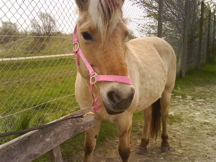 Fjordhest Maja (: * GP *  - jegelskerdigfjolle! billede 3