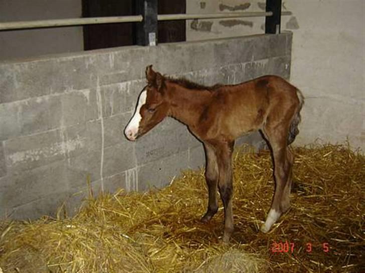 Anden særlig race To-Scor Surprise  SOLGT - Sådan så jeg ud da jeg kun var et par dage gammel :D billede 9